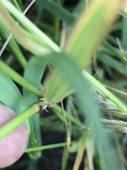 Trisetum interruptum