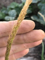 Trisetum interruptum