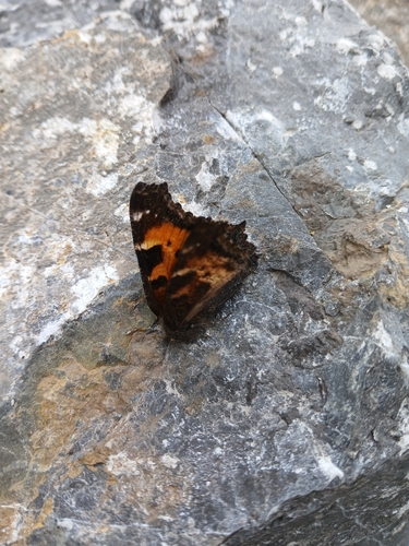 California Tortoiseshell