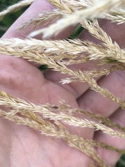 Trisetum interruptum