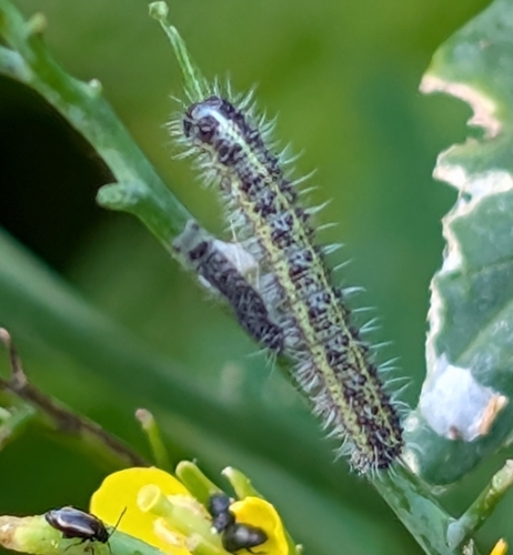 Large White