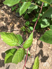Rubus ursinus macropetalus