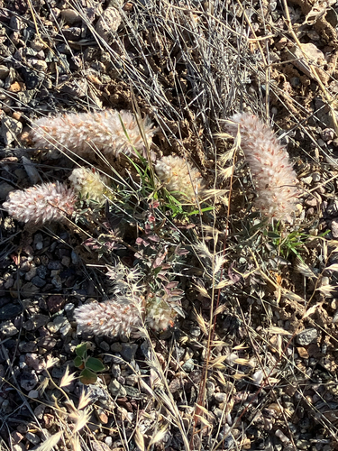 Wright's prairie clover