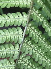 Dryopteris filix-mas