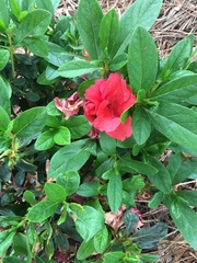 Rhododendron pentanthera