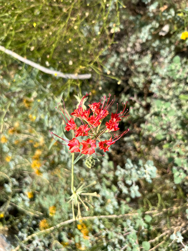 Nyctaginia capitata, photograph 5
