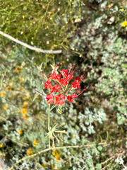 Nyctaginia capitata, photograph (c) Karla M. Benítez, some rights reserved (CC BY)