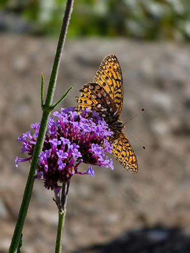 Atlantis Fritillary