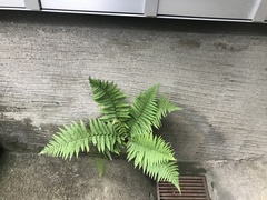 Dryopteris filix-mas