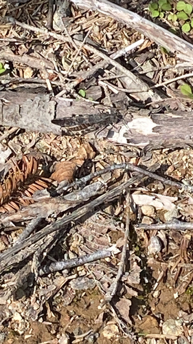 Crackling Forest Grasshopper