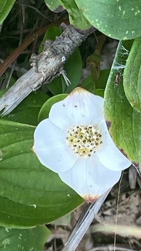 Canadian bunchberry