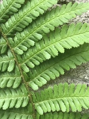Dryopteris filix-mas