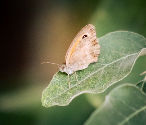Gatekeeper