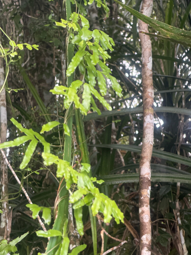 Lygodium reticulatum observed 2026-09-01