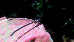 Bayadera brevicauda