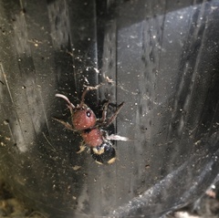 Mutilla quinquemaculata