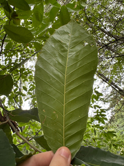 Castanea mollissima, photograph author not stated, no rights reserved
