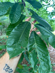 Castanea mollissima, photograph author not stated, no rights reserved
