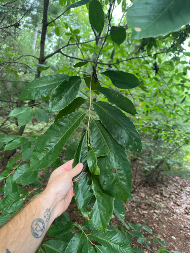 Castanea mollissima, photograph 3
