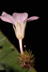 Biophytum dendroides