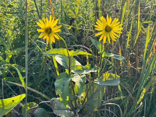 cup plant