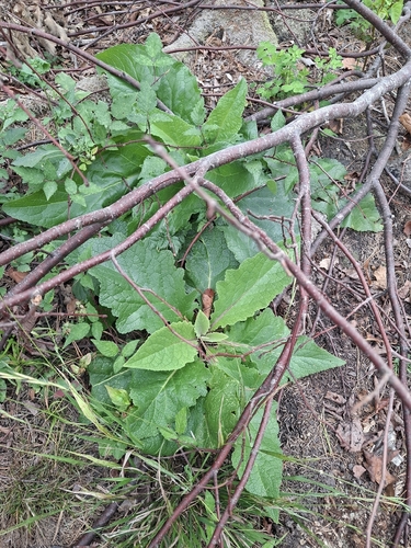 Verbascum chaixii, photograph 2
