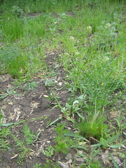 Thlaspi arvense