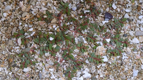 Euphorbia humifusa