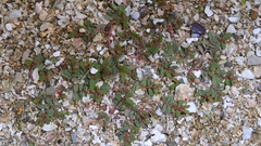 Euphorbia humifusa