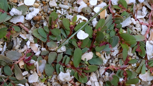 Euphorbia humifusa, photograph 1