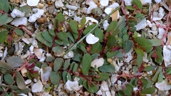 Euphorbia humifusa, photograph author not stated, no rights reserved