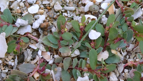 Euphorbia humifusa, photograph 2