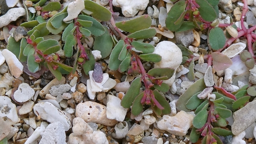 Euphorbia humifusa, photograph 3