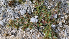 Euphorbia humifusa, photograph author not stated, no rights reserved
