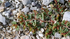 Euphorbia humifusa, photograph author not stated, no rights reserved