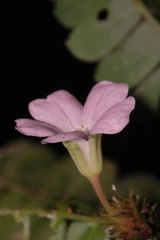 Biophytum dendroides