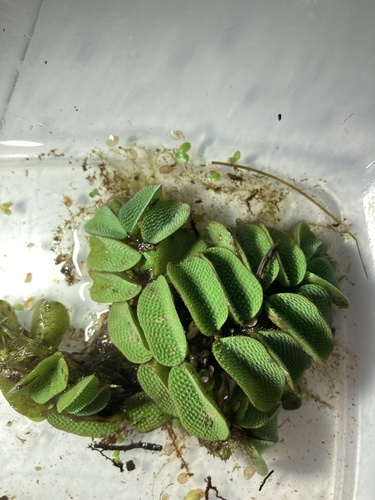 floating fern