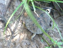 Maracaibo Wood Turtle photo 5