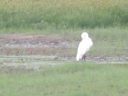 Great Egret
