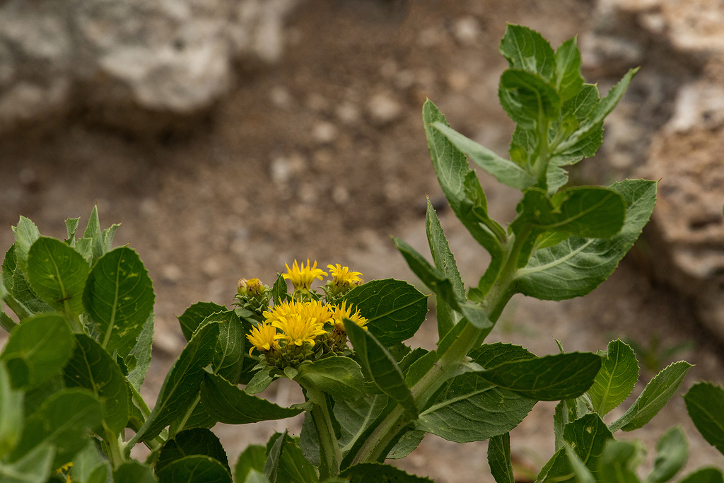 Geigeria odontoptera