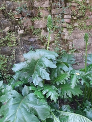Acanthus mollis