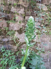 Acanthus mollis