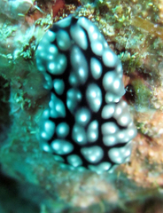 Pseudoceros imitatus