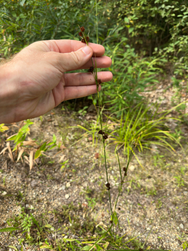 Rhynchospora capitellata, photograph 6