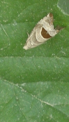 Notocelia uddmanniana