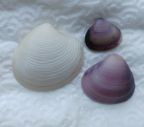 Toegeknepen korfmossel, עכו, ישראל, photo 8 of 10