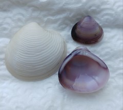 Corbicula fluminalis