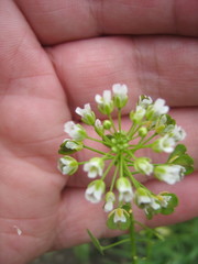 Thlaspi arvense