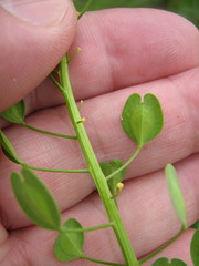 Thlaspi arvense