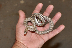 Arizona elegans